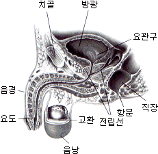 남성클리닉